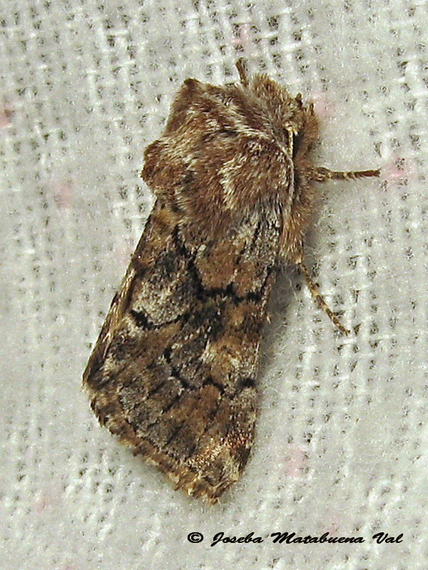 Cleonymia yvanii - Noctuidae ? S